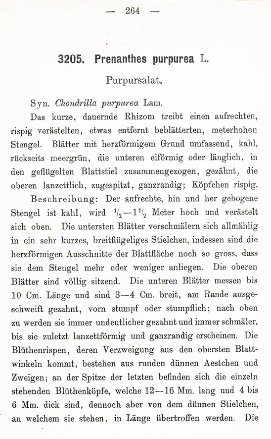 Schlechtendal Hasenlattich