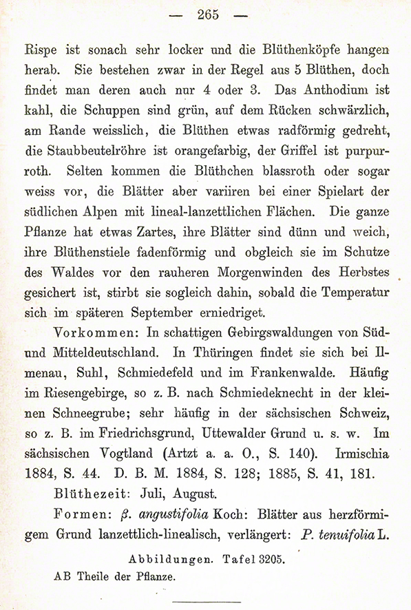 Schlechtendal Hasenlattich