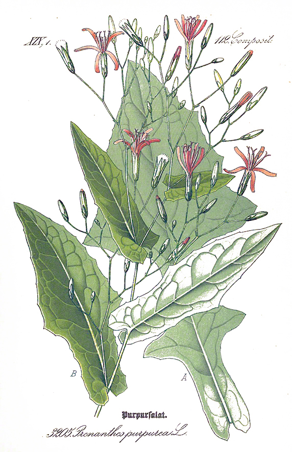 Schlechtendal Hasenlattich
