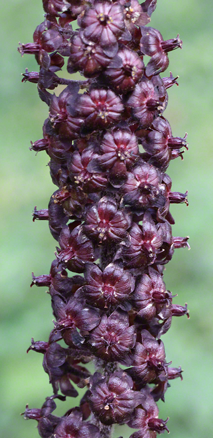Schwarzer Germer