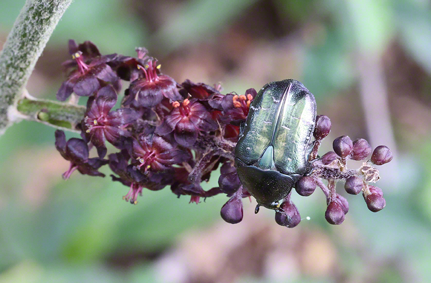 Schwarzer Germer