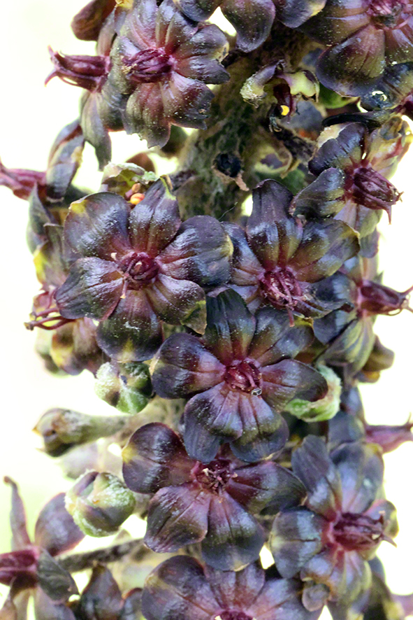 Schwarzer Germer
