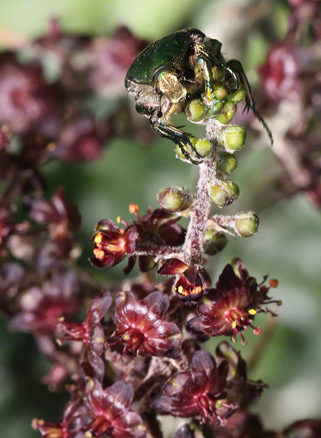 Schwarzer Germer