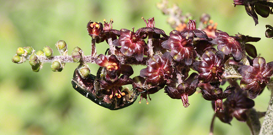 Schwarzer Germer