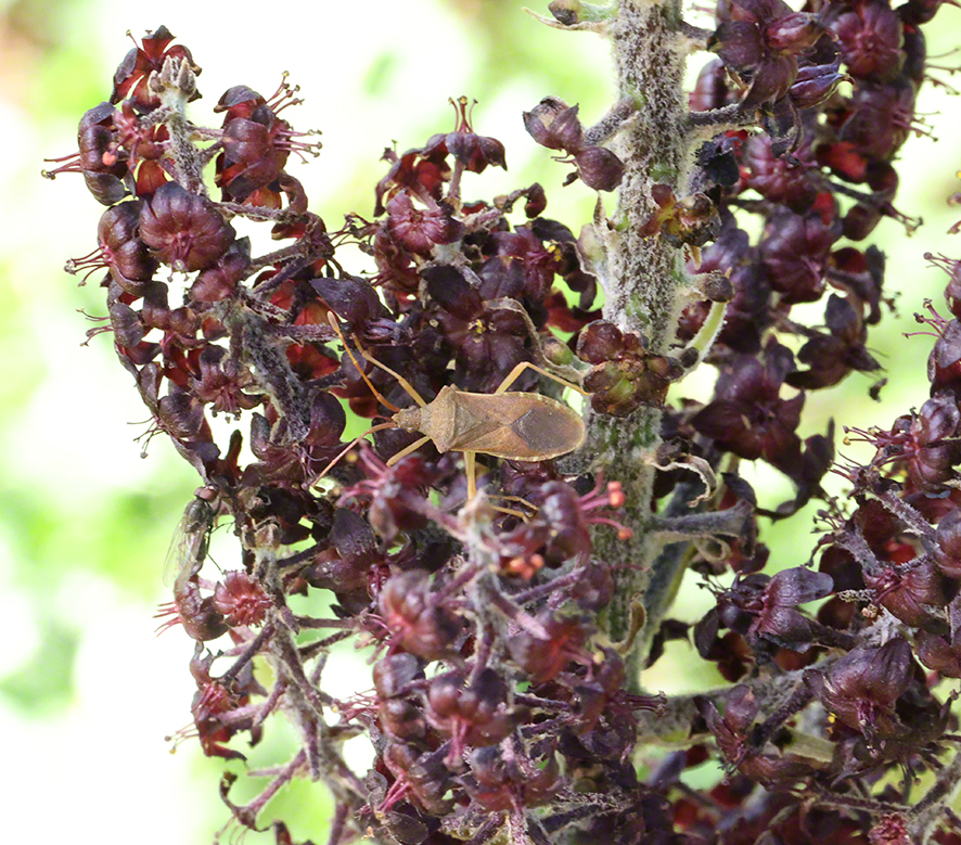 Schwarzer Germer