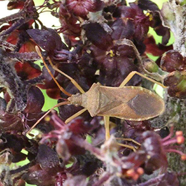 Schwarzer Germer