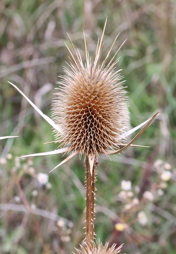 Karde