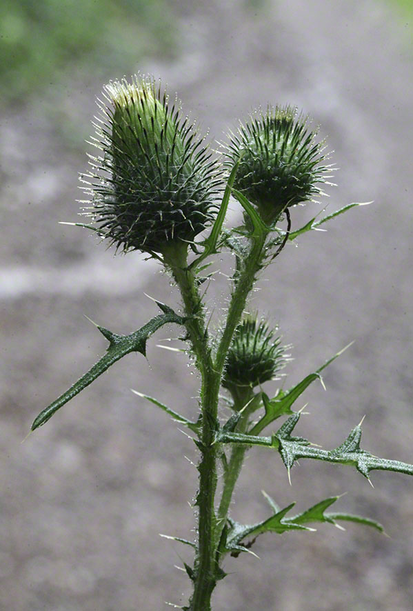 Distel