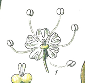 Schlechtendal