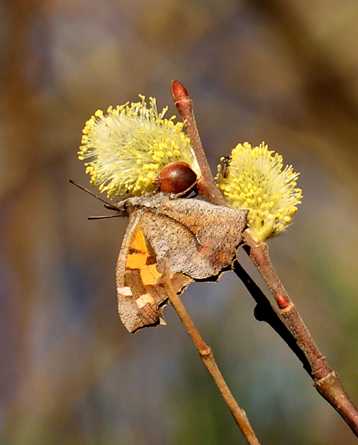Zürgelbaumfalter