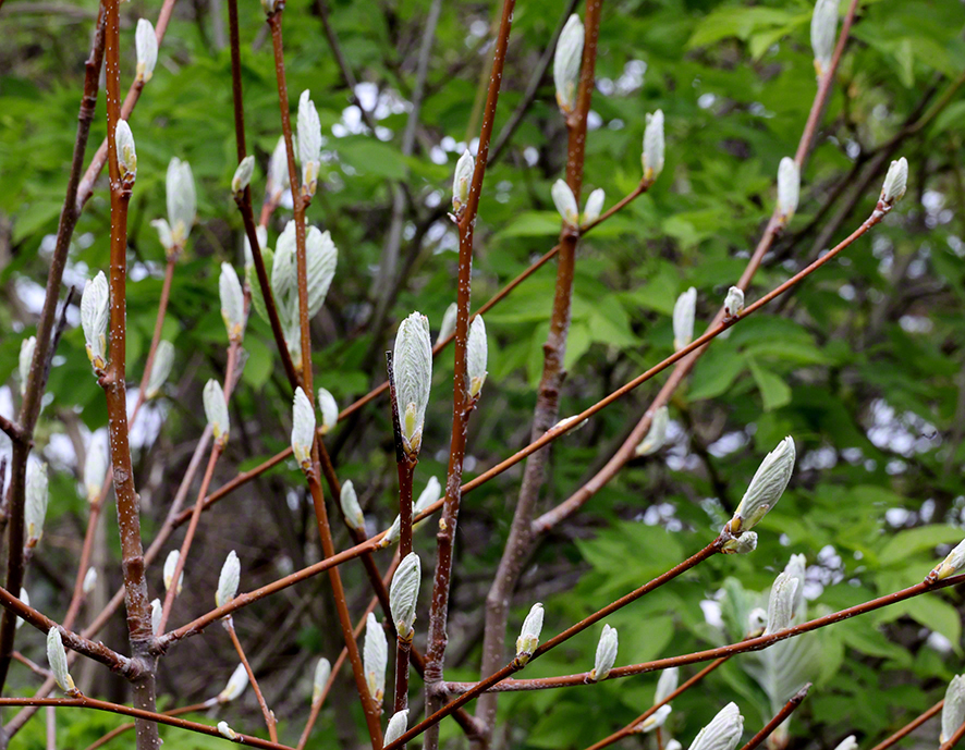 Richardshof - Knospen