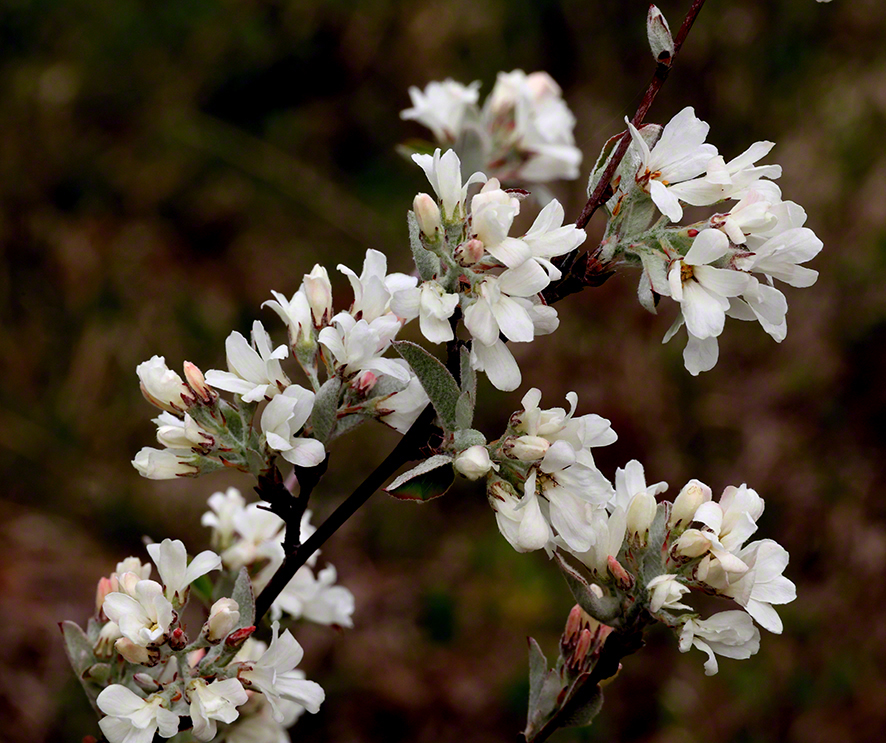 Richardshof - Blüten