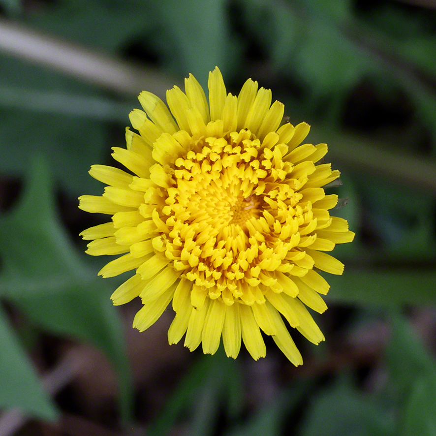 Richardshof - Löwenzahnblüte