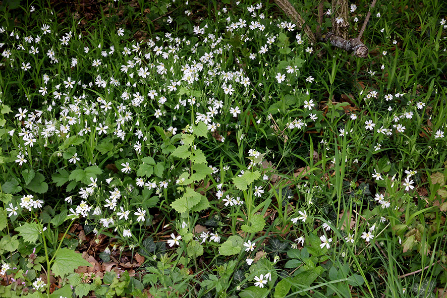 Richardshof Hornkraut
