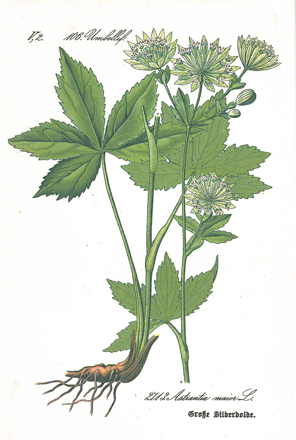 Sterndolde