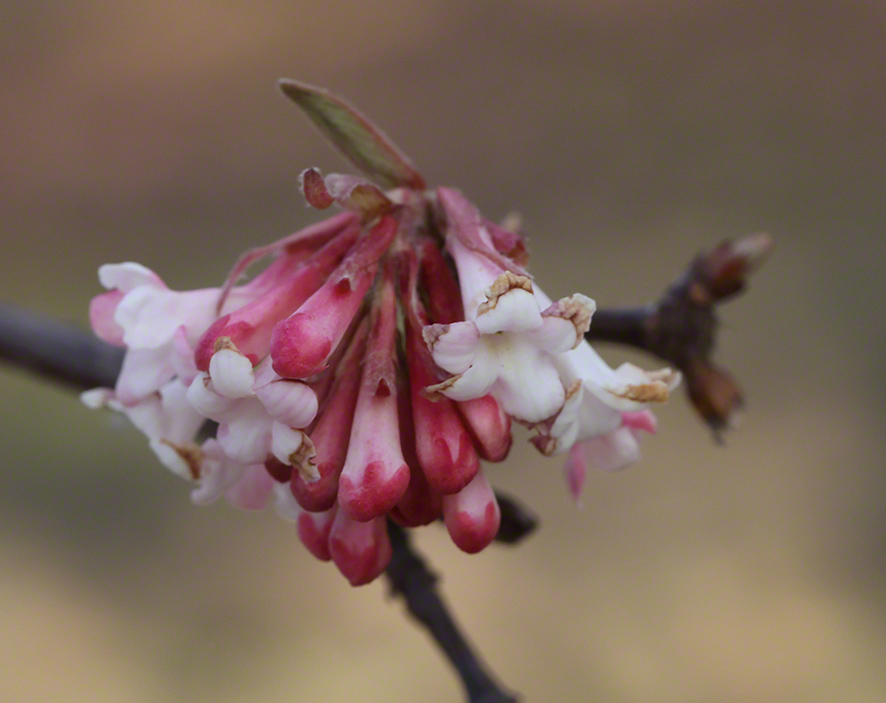 Winterschneeball- Viburnum x bodnantense