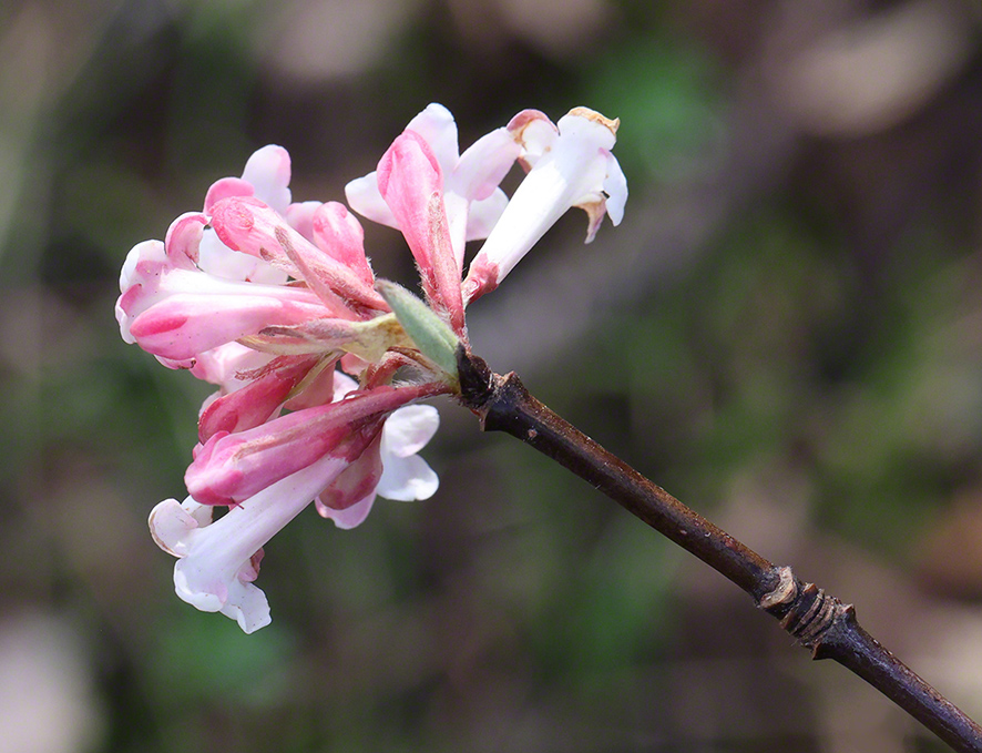 Winterschneeball- Viburnum x bodnantense