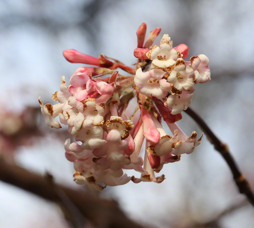 Winterschneeball- Viburnum x bodnantense