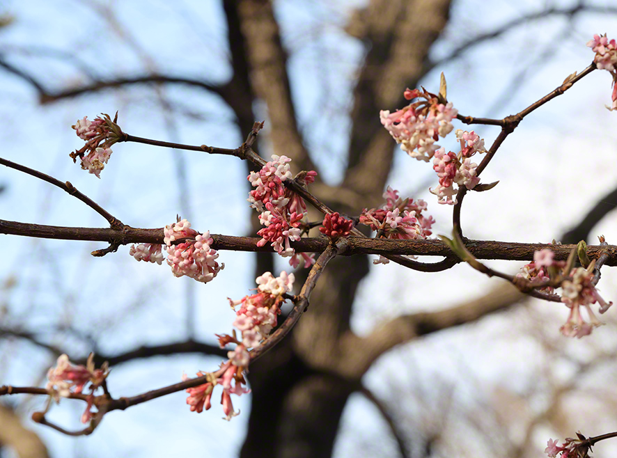 Winterschneeball- Viburnum x bodnantense