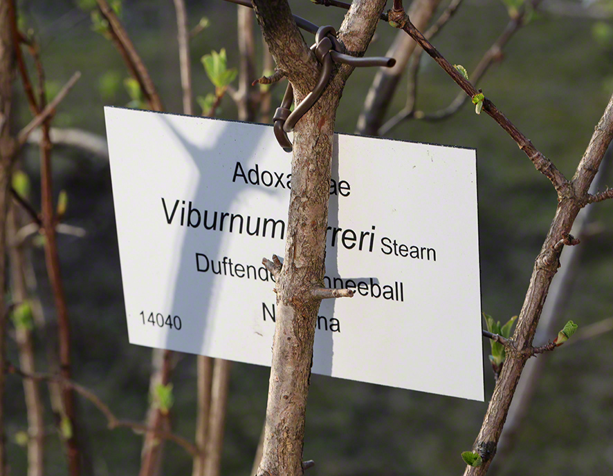 Winterschneeball- Viburnum farreri