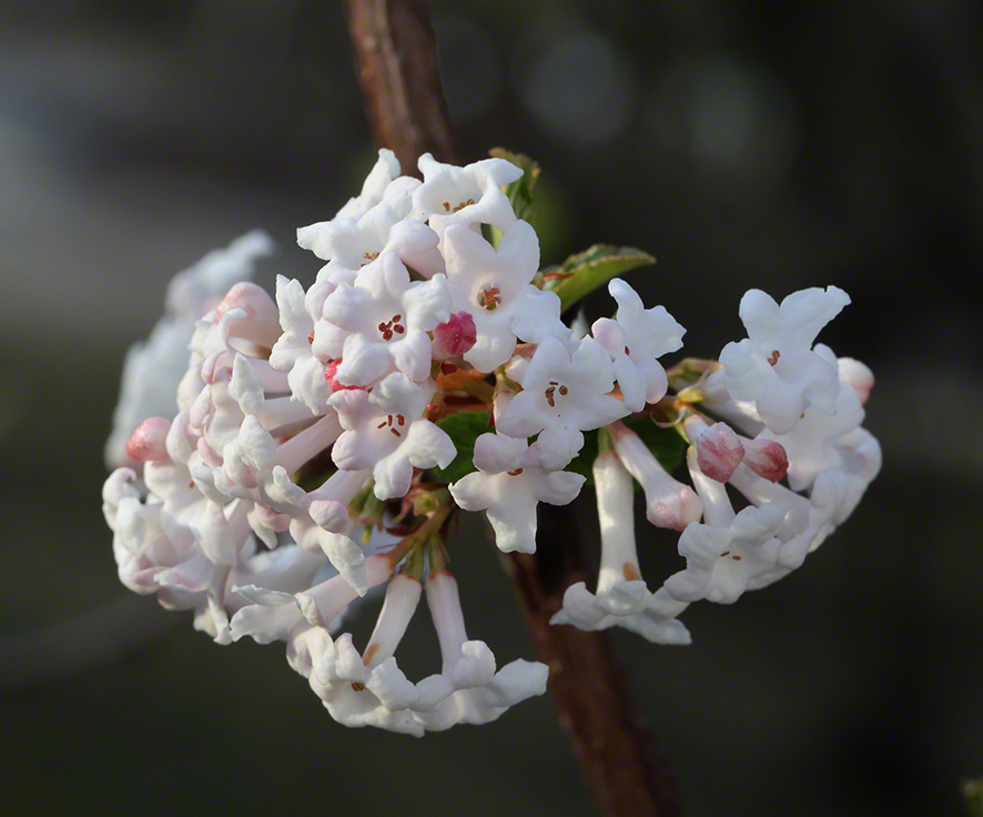 Winterschneeball- Viburnum farreri