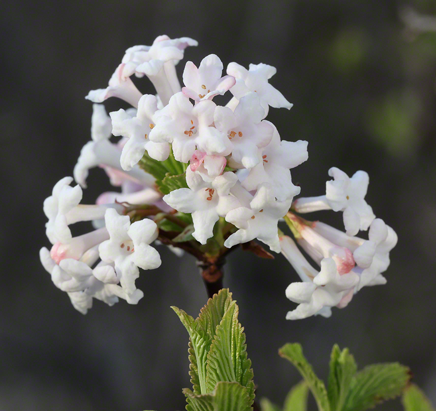 Winterschneeball- Viburnum farreri