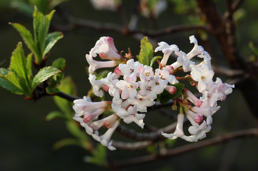 Winterschneeball- Viburnum farreri