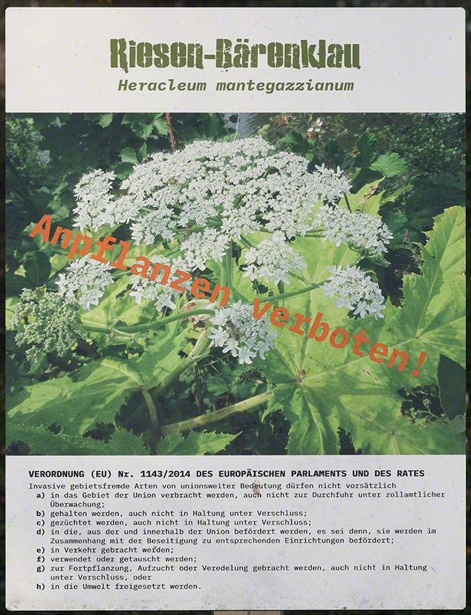 Riesen-Bärenklau