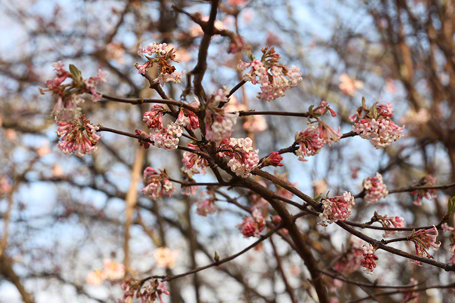 Winterschneeball- Viburnum x bodnantense