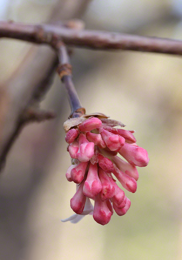 Winterschneeball- Viburnum x bodnantense