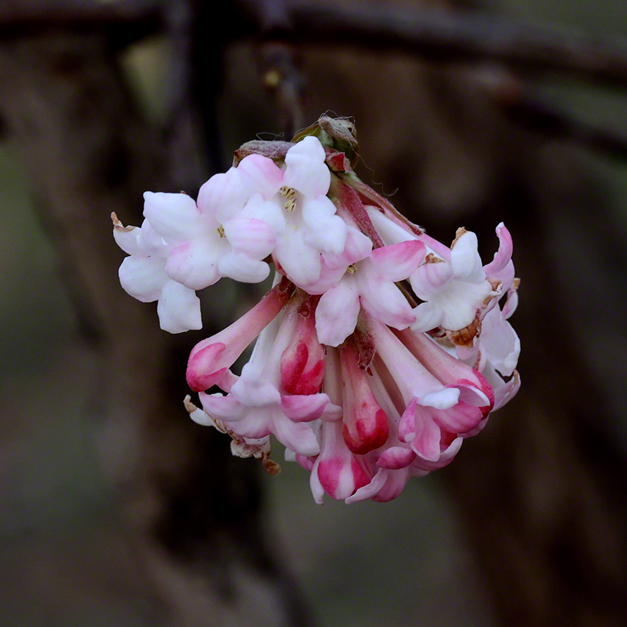 Winterschneeball- Viburnum x bodnantense
