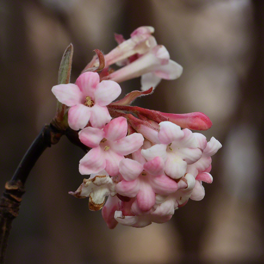 Winterschneeball- Viburnum x bodnantense