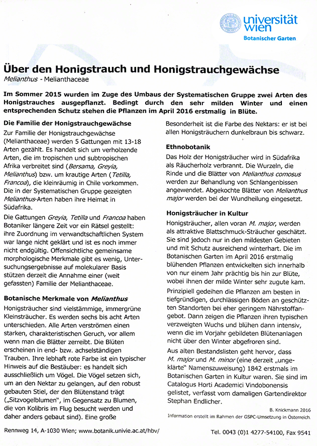 Honigstrauch