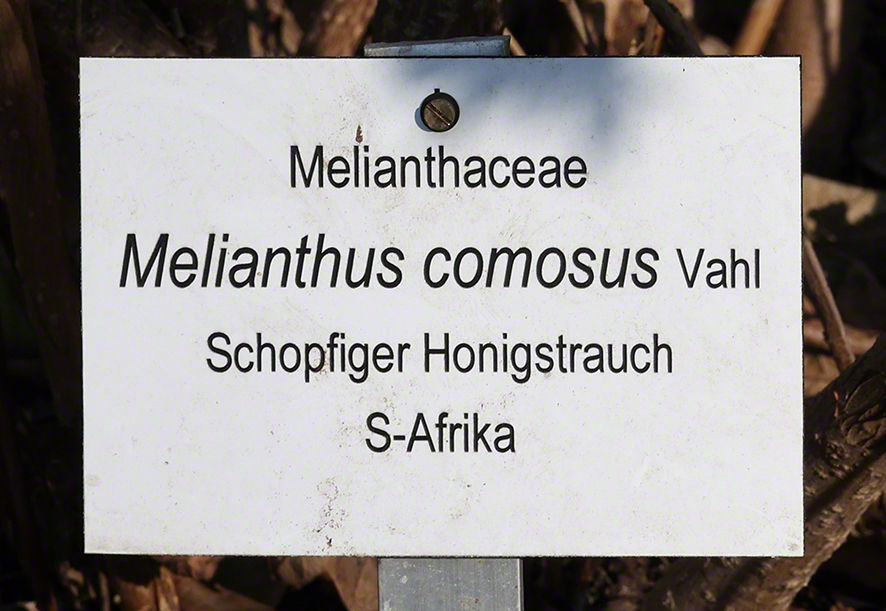 Melianthus comosus