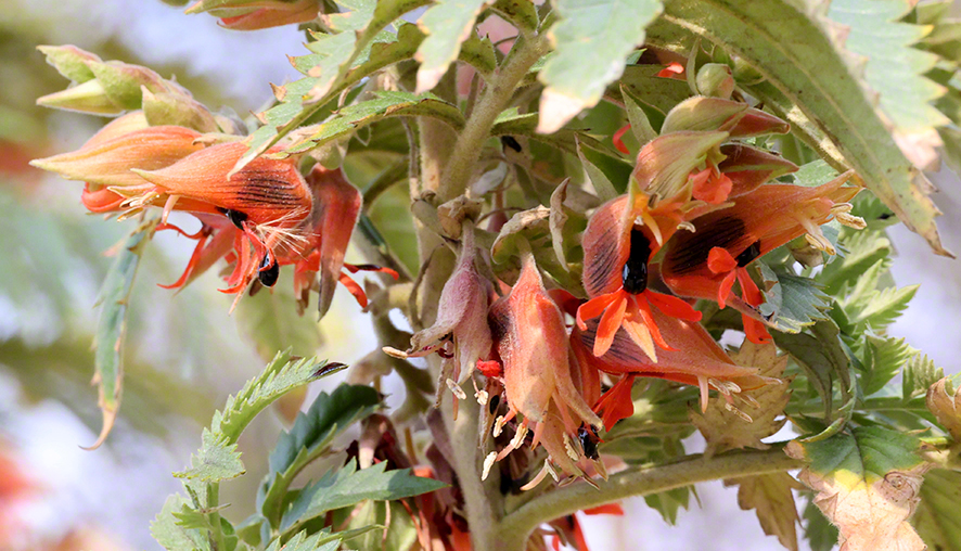 Honigstrauch - Melianthus comosus