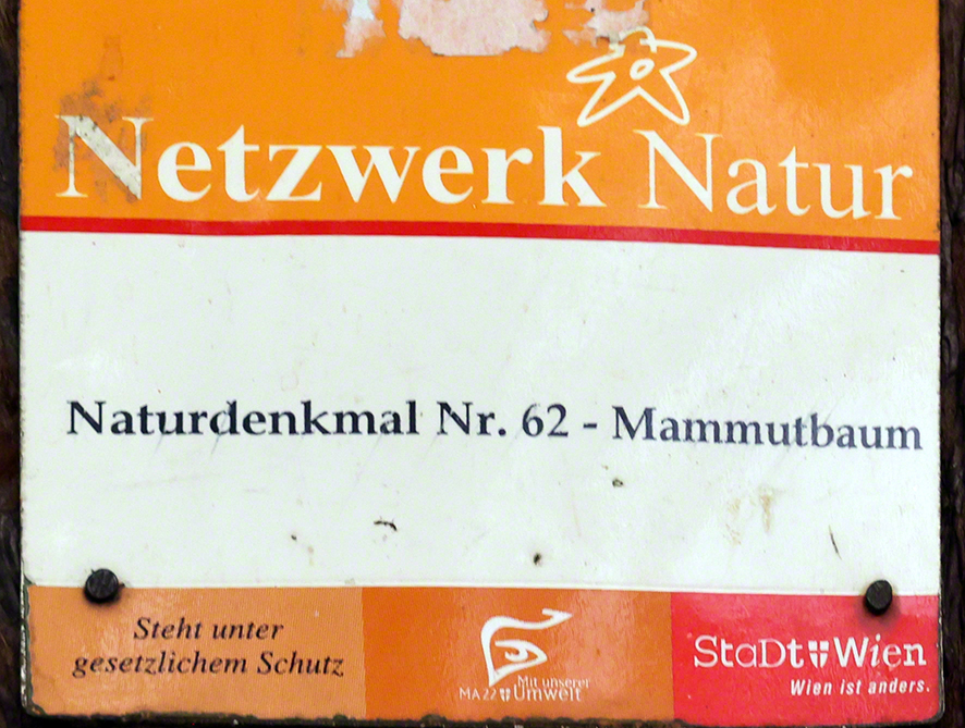 Mammutbaum