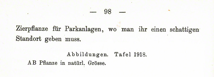 Steinsame