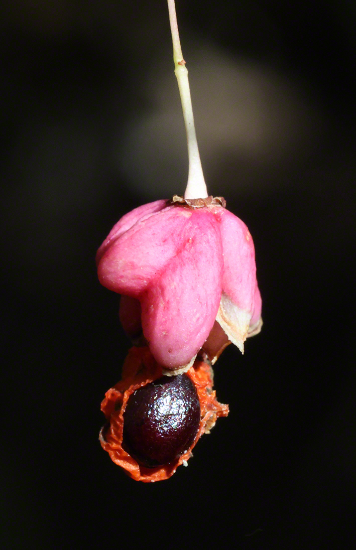 Pfarrerkäppchen