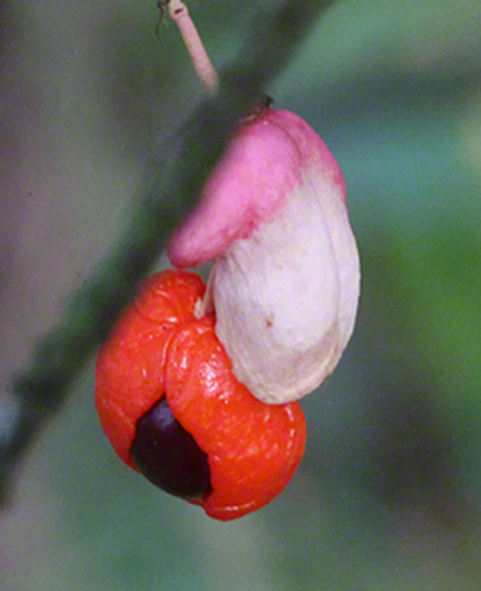 Warziger Spindelstrauch