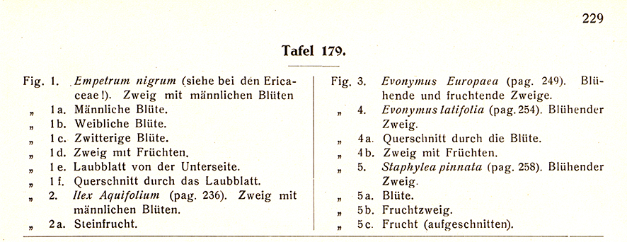 Gemeiner Spindelstrauch