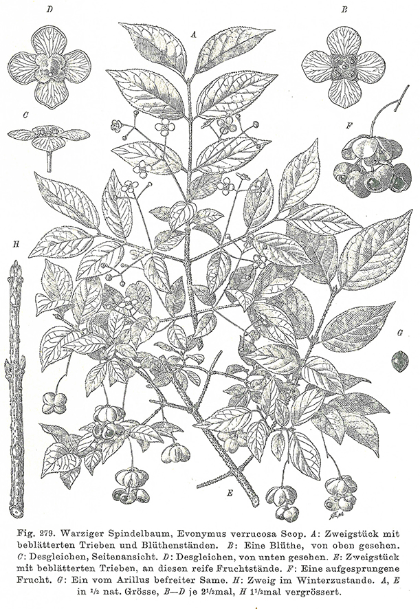 Spindelstrauch