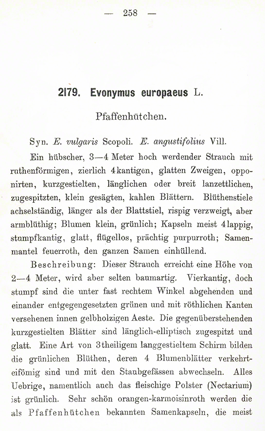 Gemeiner Spindelstraucha