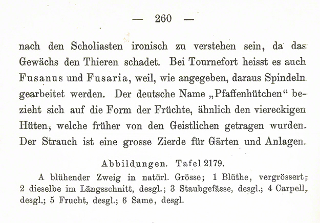 Gemeiner Spindelstrauch