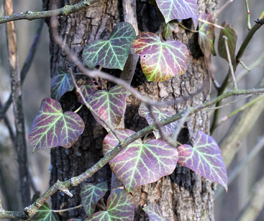 Fotos: Copyright Dr. Waltraud Neuwirth, Wien
Weitere Rätselbilder finden Sie HIER!
VIELE MEINER WIENERWALD-WANDERUNGEN FINDEN SIE HIER
Danke für Ihr Interesse an meiner Website! Wenn Sie meine aktuellen Nachrichten erhalten wollen, schreiben Sie mir bitte unter:
waltraud.neuwirth1@chello.at
Efeu