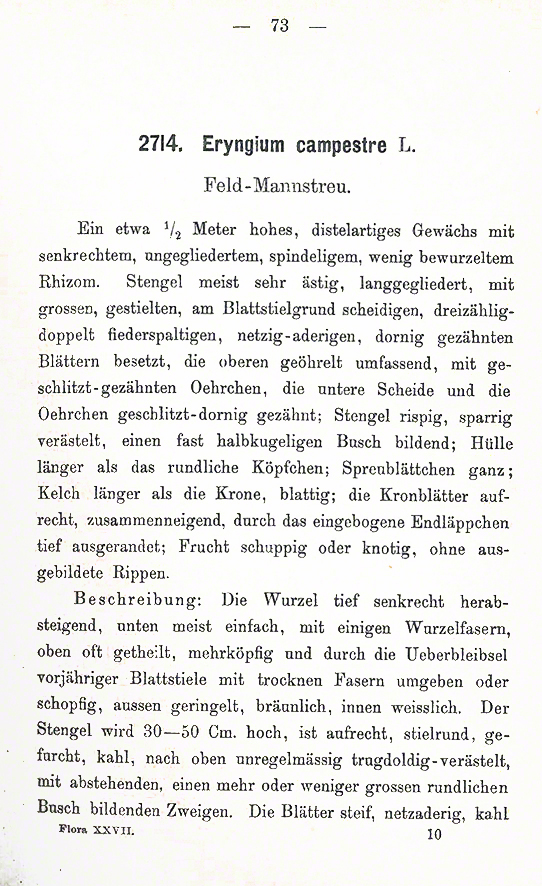Mannstreu