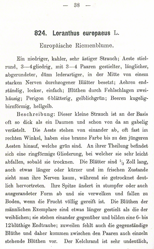 Eichenmistel