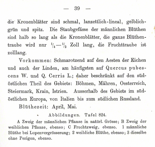 Eichenmistel