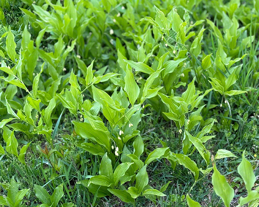 Salomonssiegel
