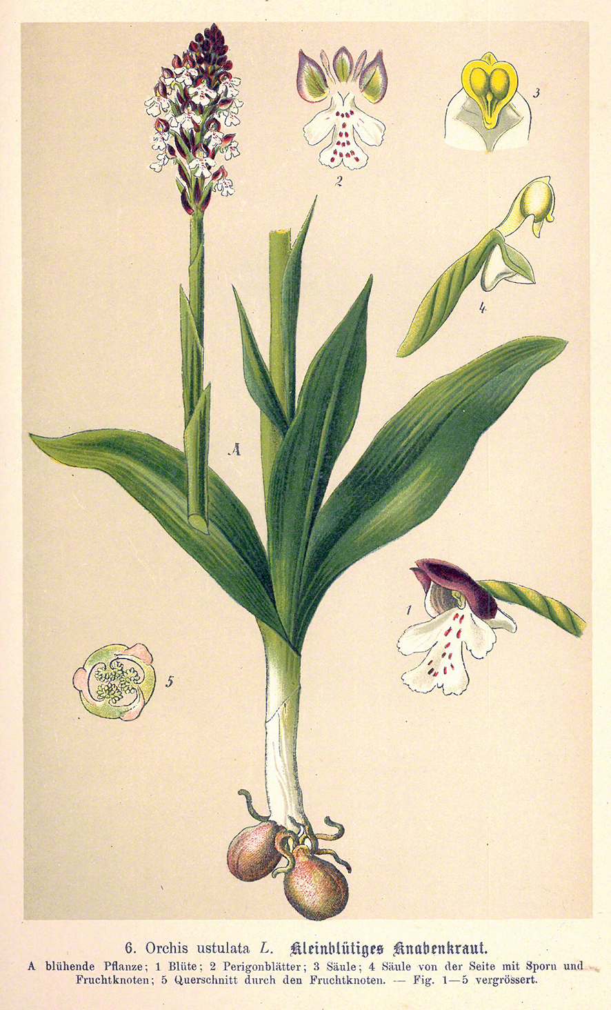 Brandknabenkraut