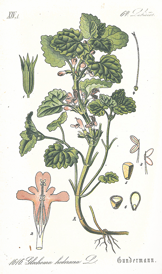 Schlechtendahl 18, Taf. 1816